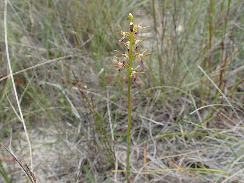 File:Genoplesium fimbriatum habit.jpg