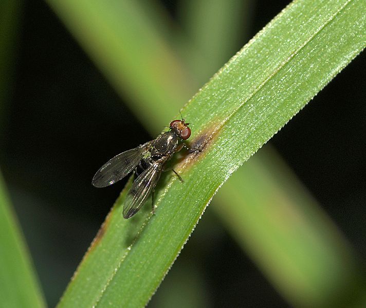 File:Geomyza tripunctata (16948231159).jpg