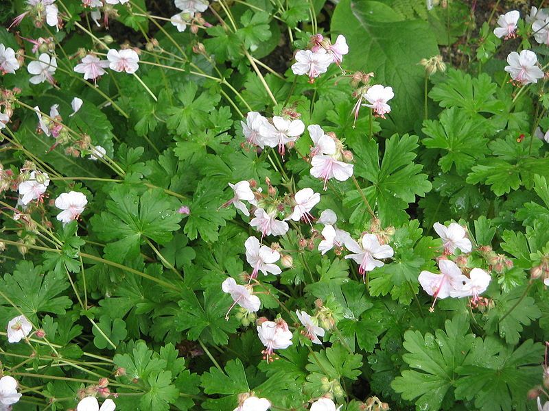 File:Geranium × cantabrigiense01.jpg