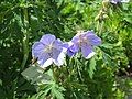 Geranium pratense