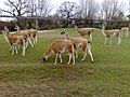 A herd of Guanacos