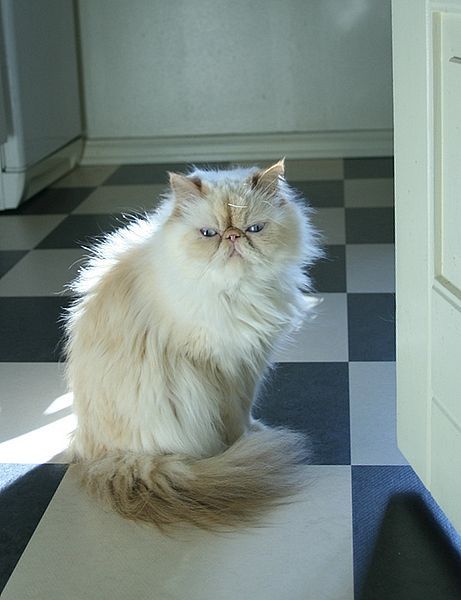 File:Himalayan Persian.jpg