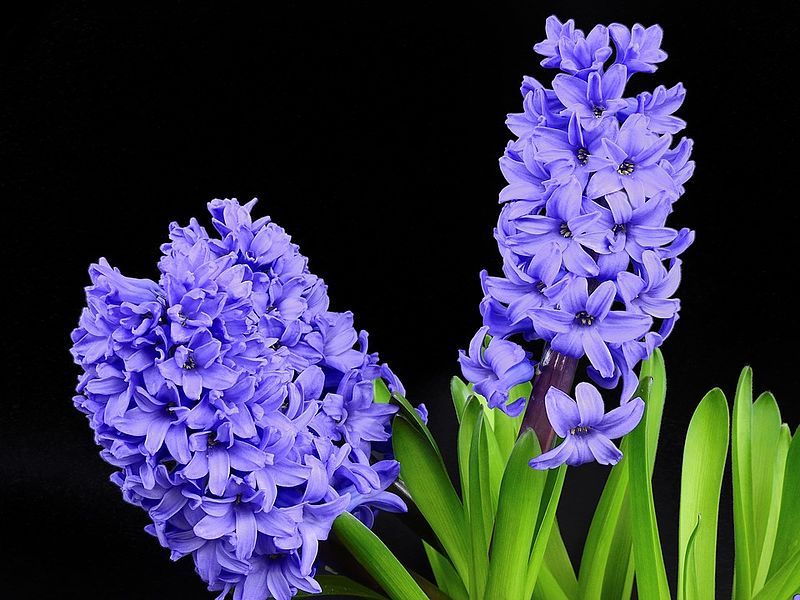 File:Hyacinth-spring.jpg