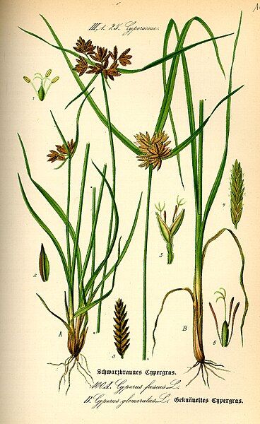 File:Illustration Cyperus fuscus0.jpg