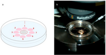 Sperm injection inside petri dish. Diagram on left and photo on right.