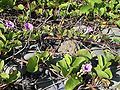 Vines on a pebble beach