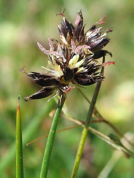 File:Juncus phaeocephalus phaeocephalus.jpeg