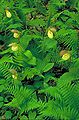 Cypripedium kentuckiense