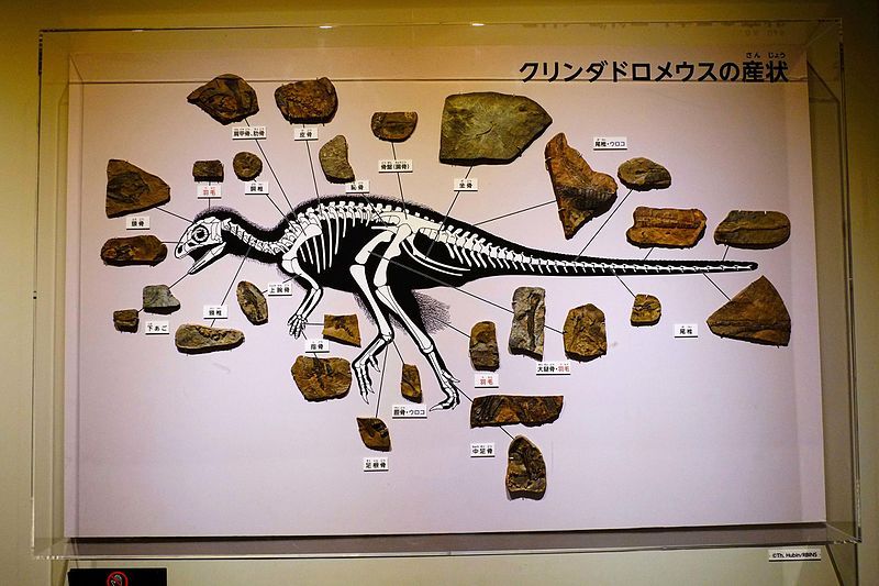 File:Kulindadromeus elements.jpg