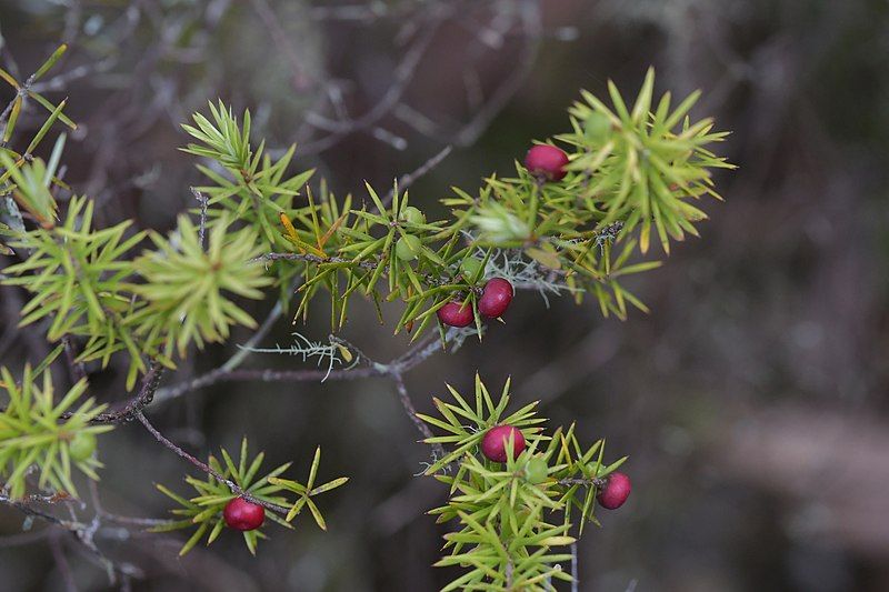 File:Leptecophylla juniperina 108061840.jpg