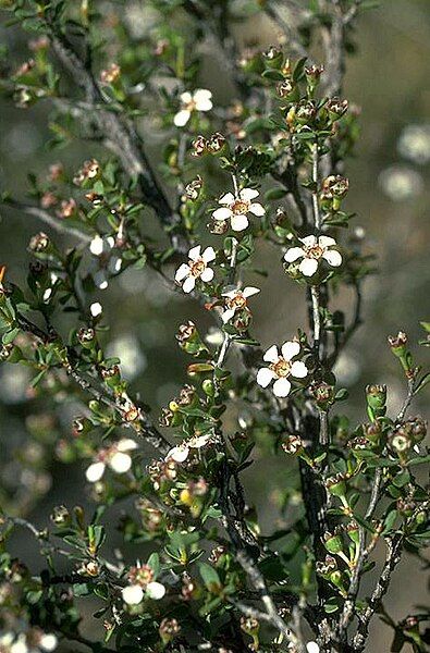 File:Leptospermum maxwellii.jpg