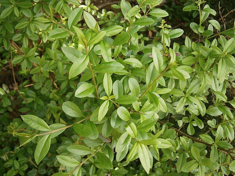 File:Ligustrum vulgare 01.jpg