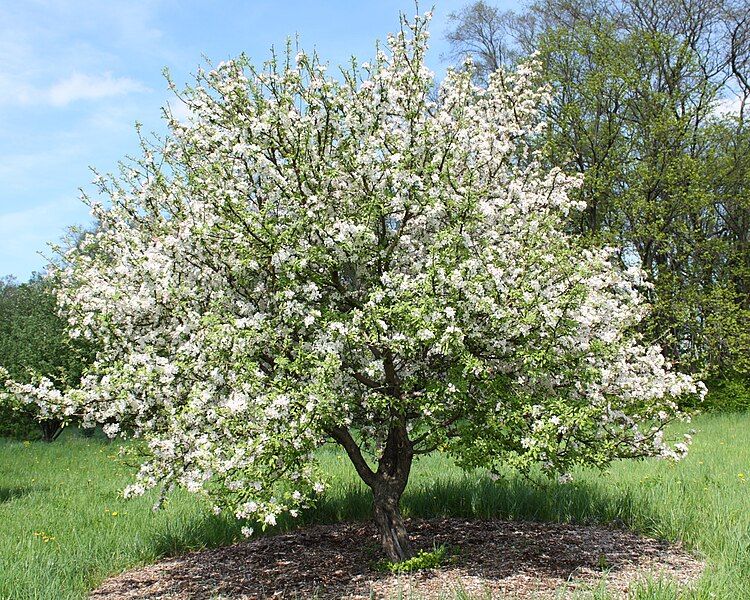 File:Malus prunifolia.JPG