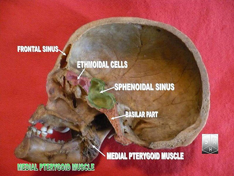 File:Medial pterygoid muscle.jpg