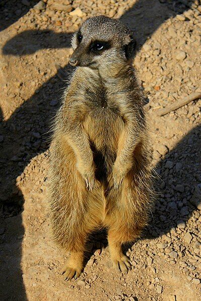 File:Meerkat.jpg