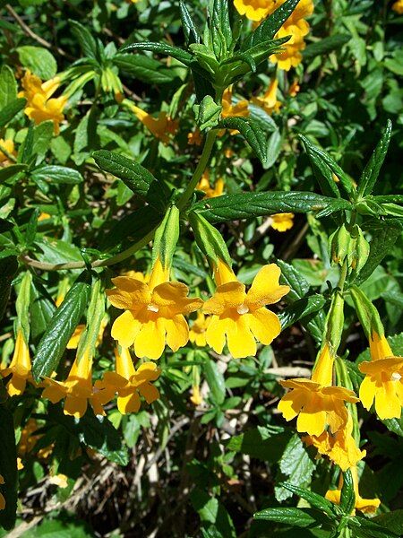 File:Mimulus aurantiacus-4.jpg