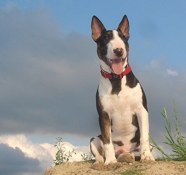 File:Mini Bull Terrier.jpg