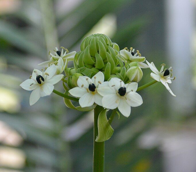 File:Ornithogalum saundersiae (1).JPG