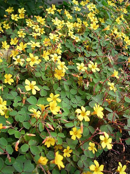 File:Oxalis spiralis vulcanicola.jpg