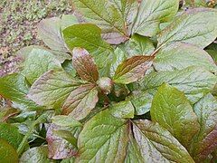 Paeonia daurica subsp. macrophylla, leaves and bud