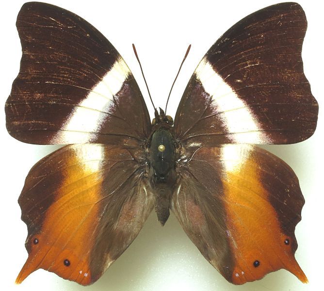 File:Palla publius male.jpg