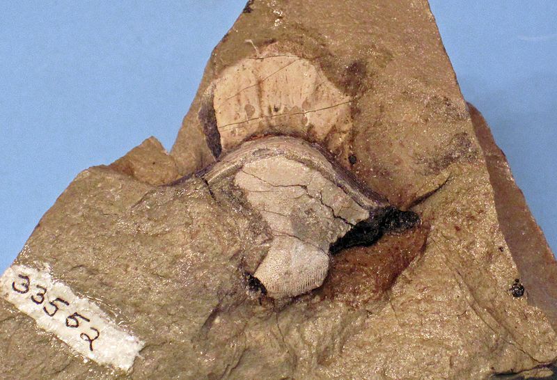 File:Petalodus ohioensis fossil.jpg