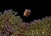 A. perideraion hovering above purple-tip anemone