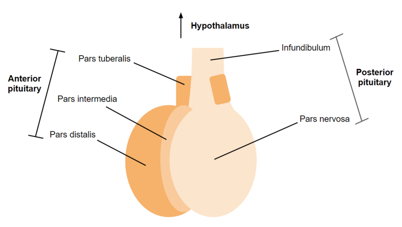 File:Pituitary Gland.png