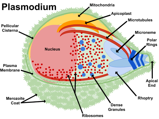 File:Plasmodium-BIO FINAL (1).svg