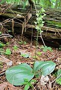 Platanthera orbiculata