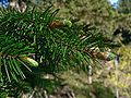 Image 37Pinaceae: needle-like leaves and vegetative buds of Coast Douglas fir (Pseudotsuga menziesii var. menziesii) (from Conifer)