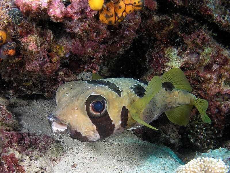 File:Pufferfish komodo.jpg