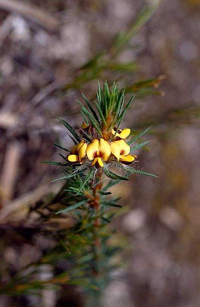 File:Pultenaea penna.jpg