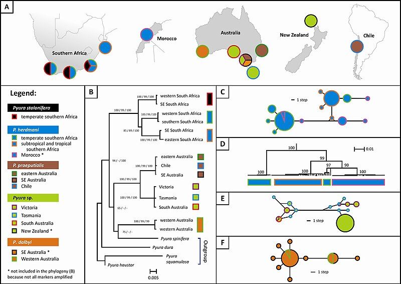 File:Pyura Phylogeny.jpg