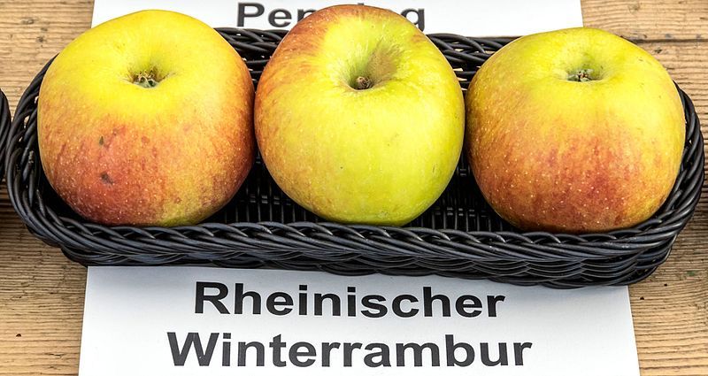 File:Rheinischer Winterrambur jm55069.jpg