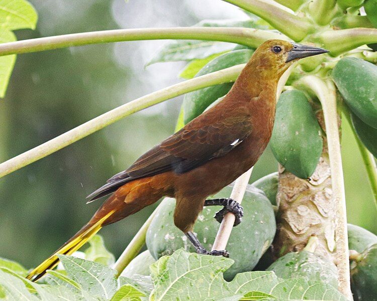 File:Russet-backed Oropendola JCB.jpg