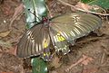 Common Birdwing