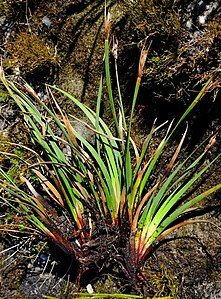 Plant with flat culms and leaves