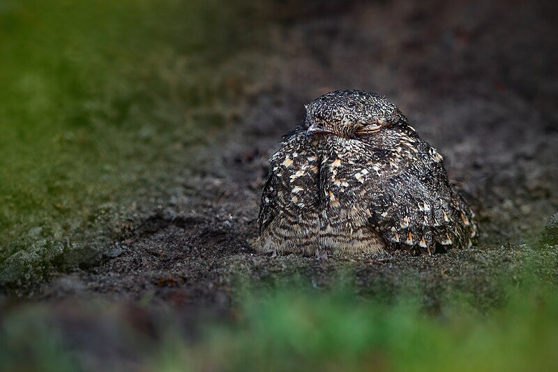 File:Savanna Nightjar 0A2A5569.jpg