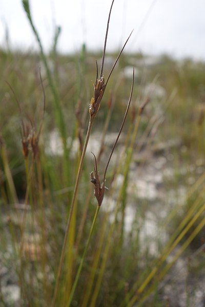 File:Schoenus pictus-flowering-heads-two.jpg