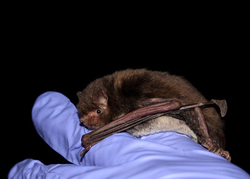 File:Southeastern Myotis.JPG