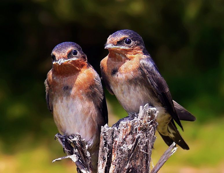 File:Swallow chicks444.jpg