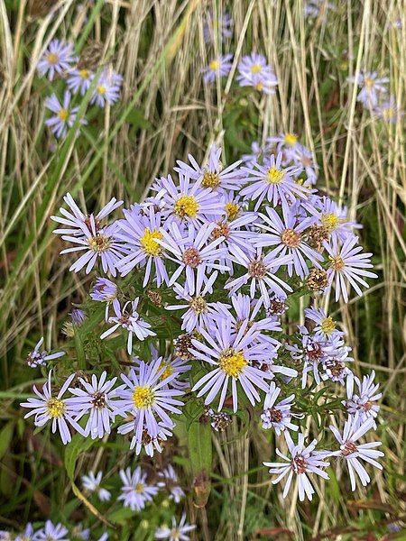 File:Symphyotrichum novi-belgii 97930086.jpg