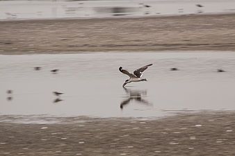 Black skimmer