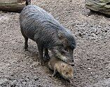 White-lipped peccary with youth