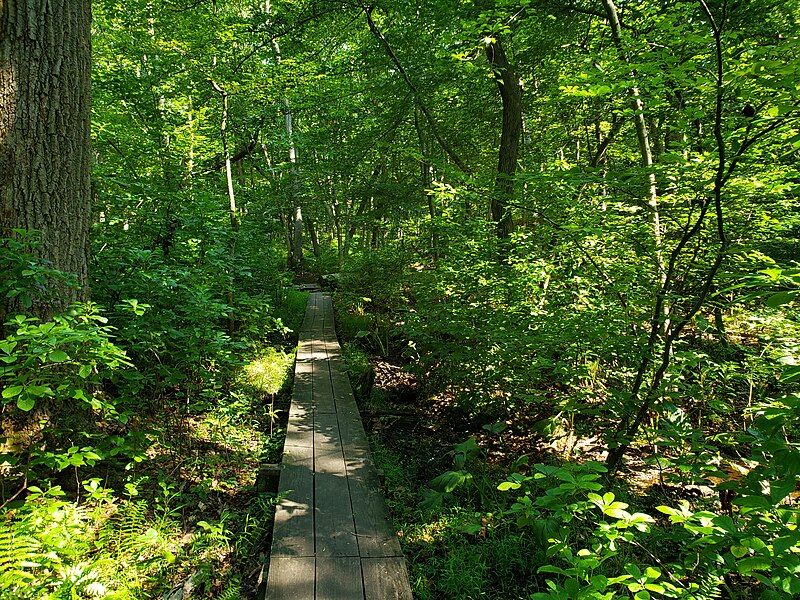 File:Thompson Park Boardwalk.jpg