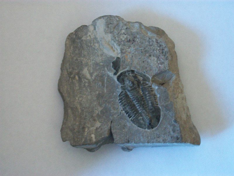 File:Trilobitefossil1.jpg