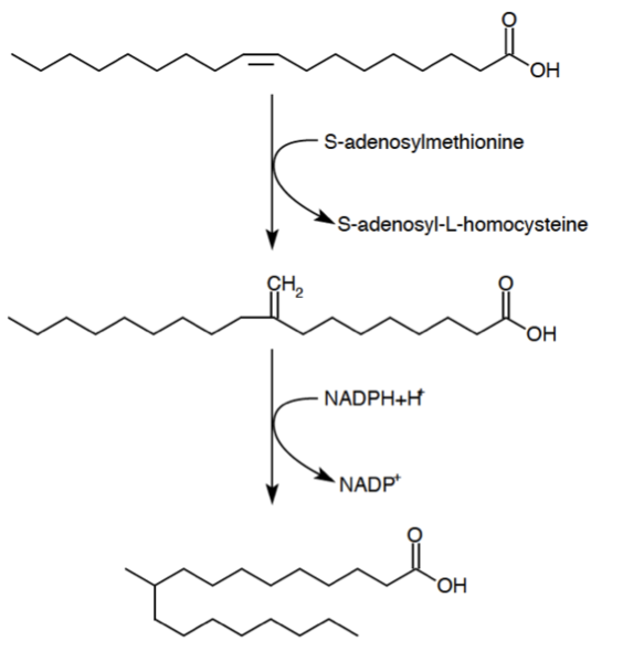 File:Tuberculostearic acid synthesis.png