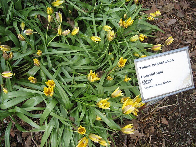 File:Tulipa turkestanica Dalatúlípani.jpg