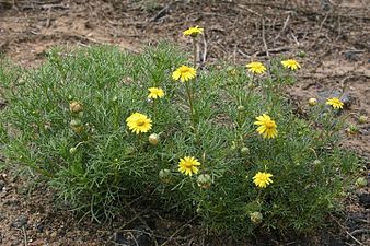 Ursinia nana habit